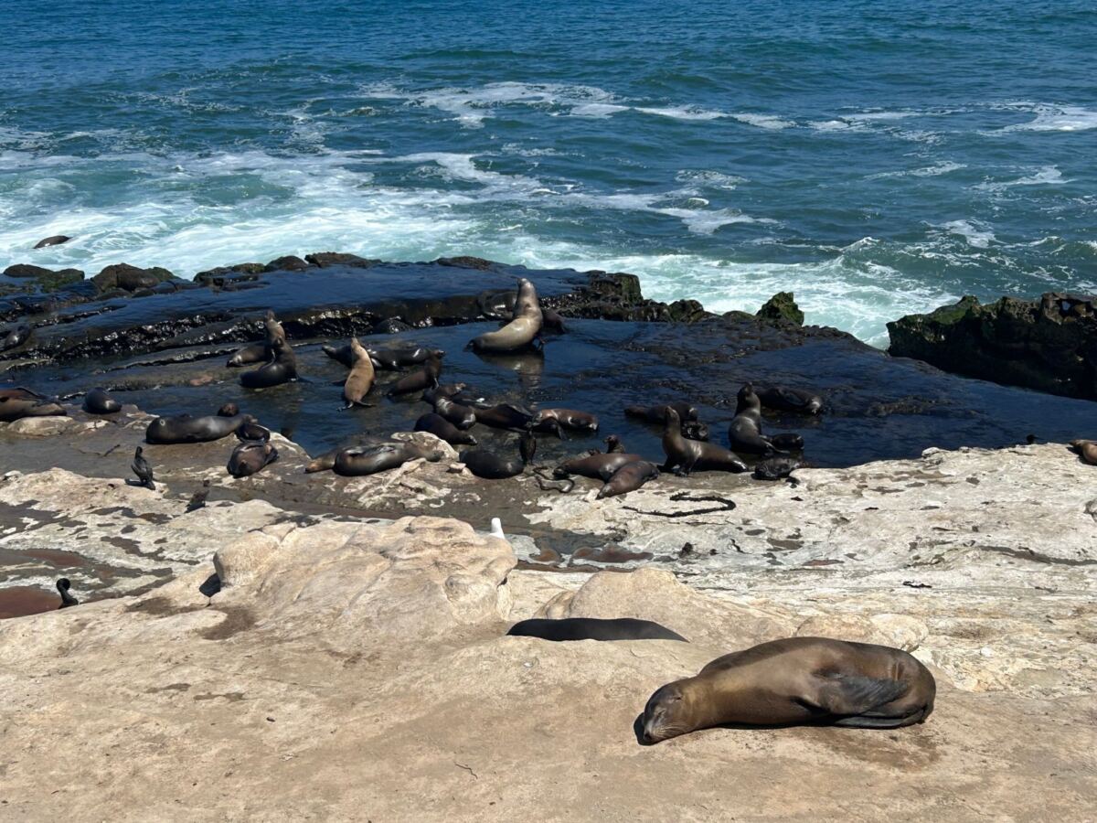 SoCal leaders weight extreme measures after teen caught kicking sea lion: ‘Completely out of control’