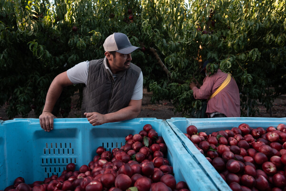 California farmer who sparked frenzied crowds with free nectarine stunt ordered to destroy fruit trees
