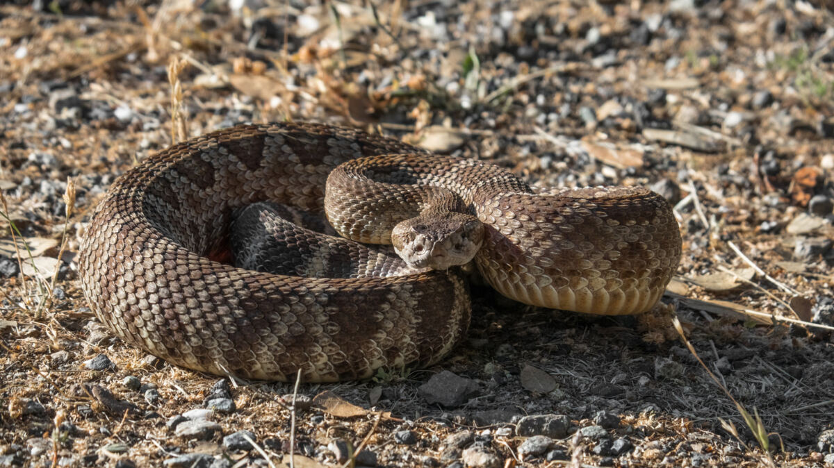 Animal Planet star killed in hit and run while looking at snake