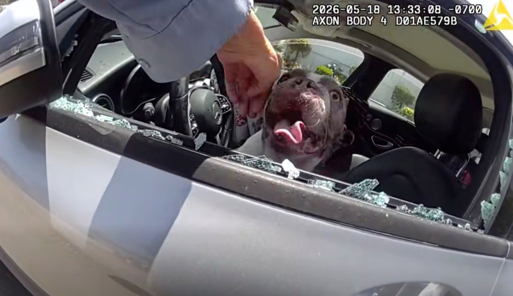 Dramatic moment cops save 5 dogs nearly cooked alive in hot car