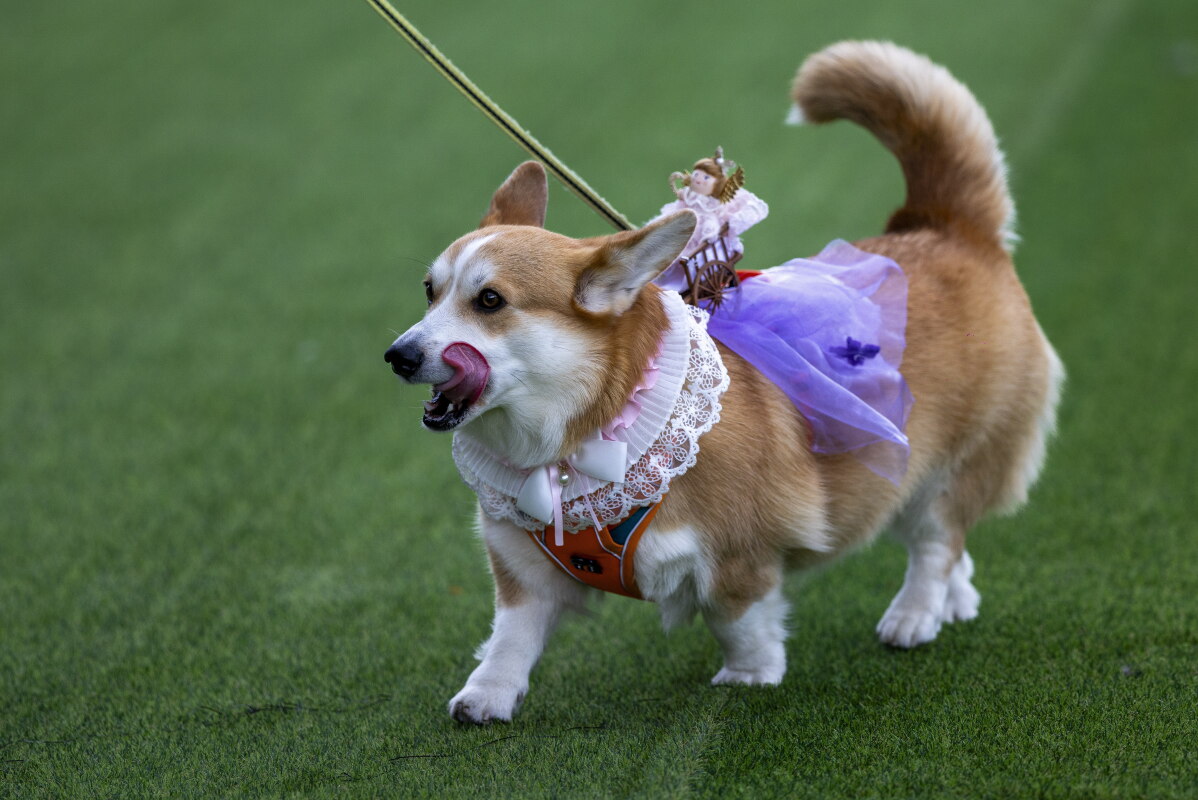 Global corgis gather for cutest costume contest and annual high-speed race