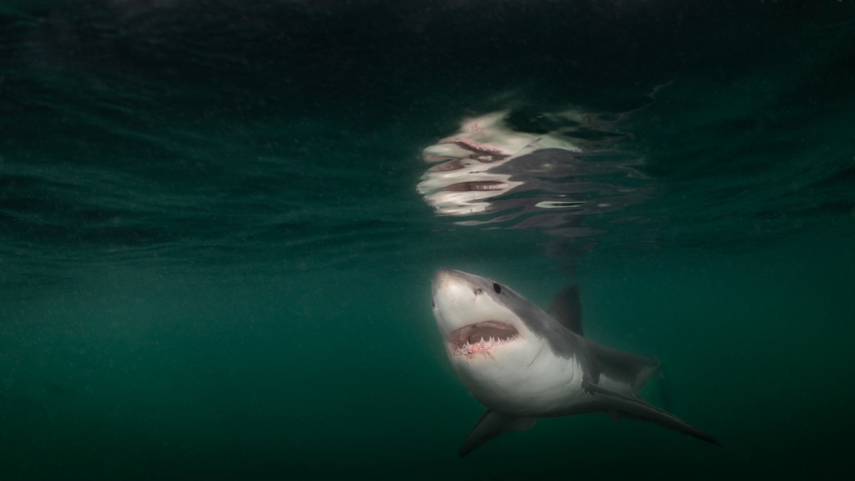 Nearly a dozen great white sharks spotted off popular Maine beach over 48 hours: ‘Larger than I’ve seen’