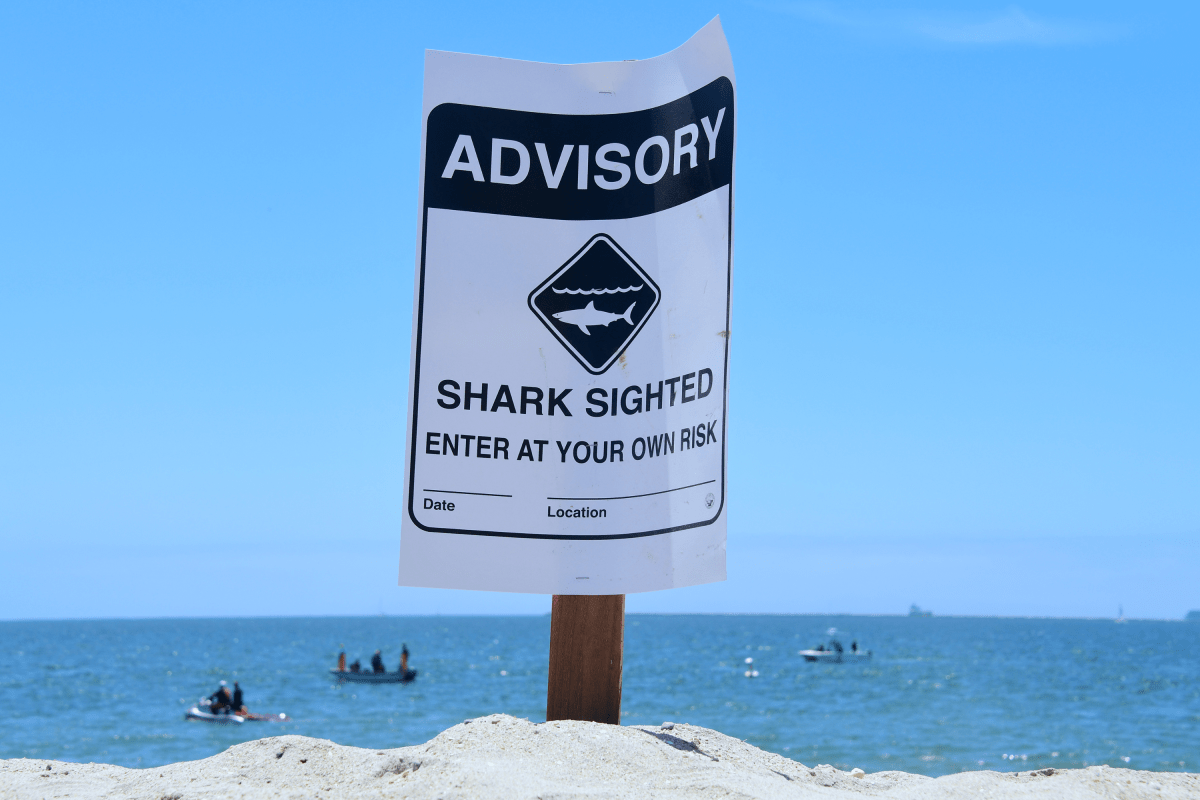 Dr. Craig O'Connell, shark conservation biologist investigating New York waters