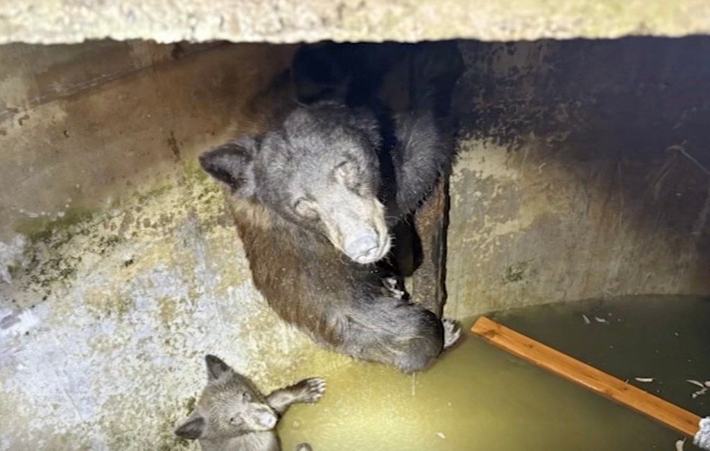 Mother bear and three cubs found trapped in bizarre spot in California