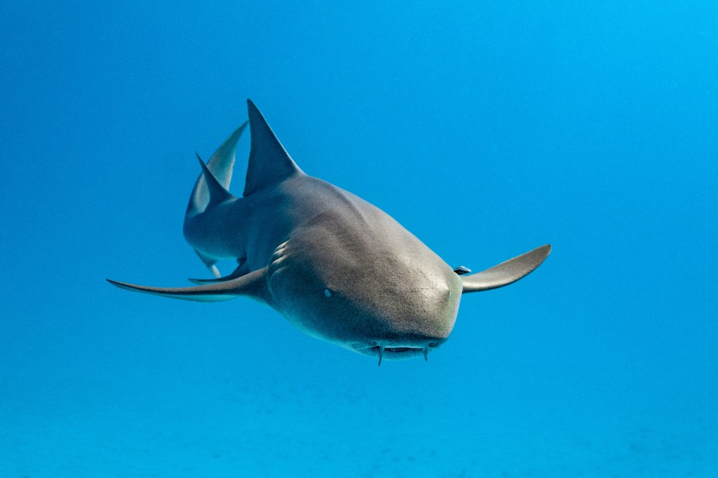 Florida man attacked by 7-foot shark said he’d ‘100% be dead’ without help of nearby boaters