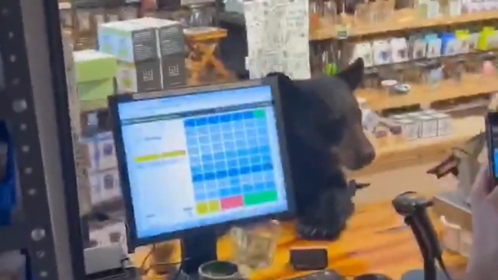 Bear crashes couple’s anniversary getaway, rummages through Tennessee tea shop before jumping on counter