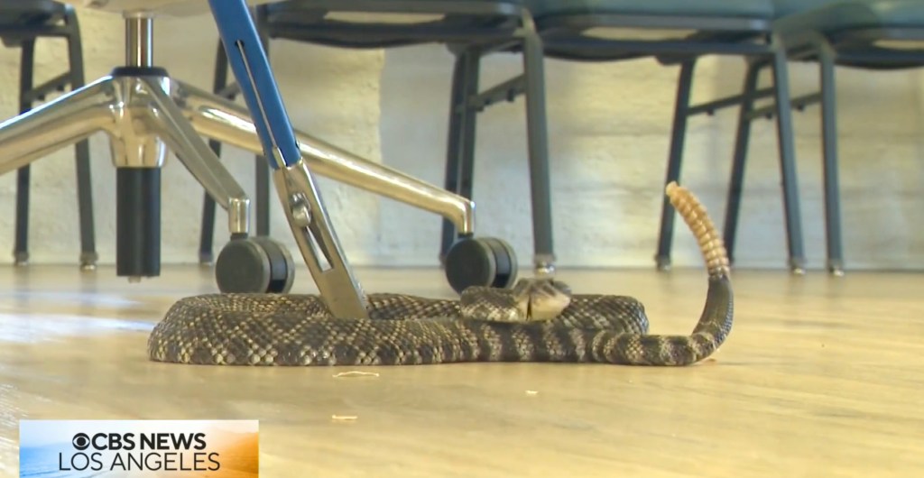 SoCal woman attacked by rattlesnake along with her beloved cat — giving her horrific reaction