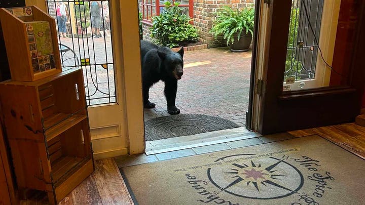 Bear crashes couple’s anniversary getaway, rummages through Tennessee tea shop before jumping on counter