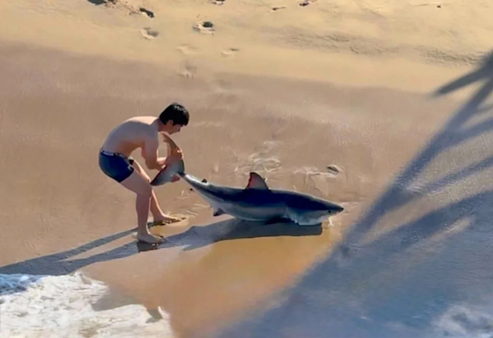 Moment unbothered fisherman drags huge shark back into the ocean on LA beach