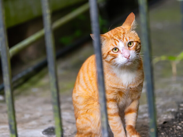 Caged cats being removed during rescue operation