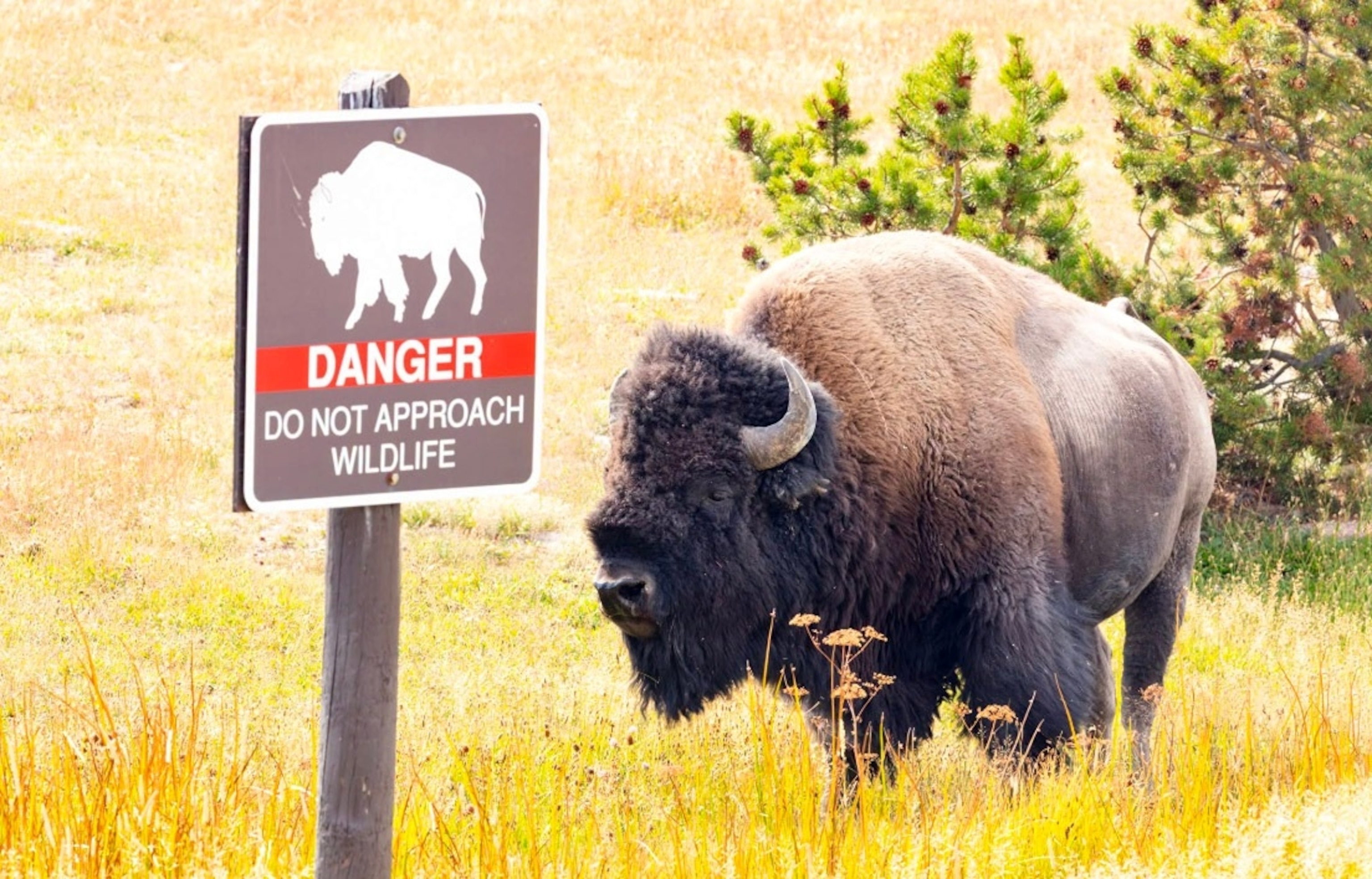 Terrifying encounter between child and rampaging bison in Yellowstone National Park