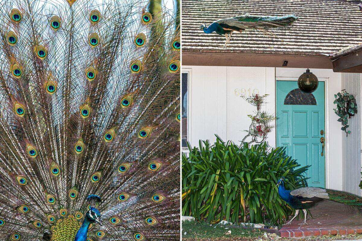 LA mailman caught attacking beloved neighborhood peacock — sparking fury from locals