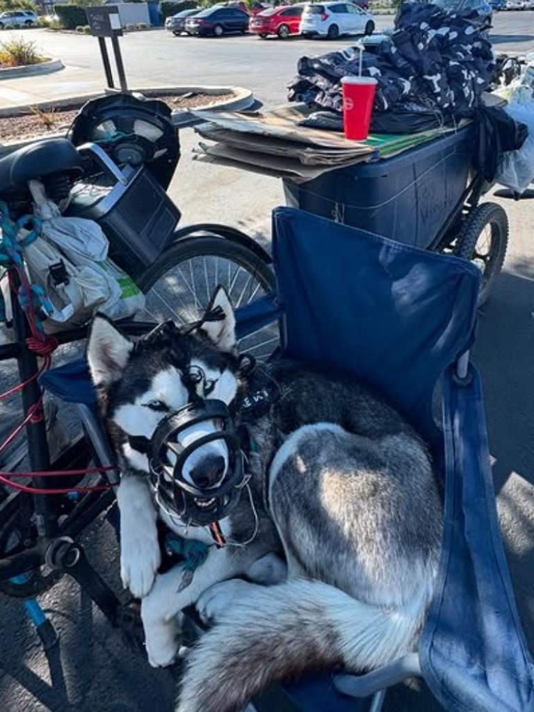 ‘Sweetie’ the husky rescued from alleged abuse after being dragged behind bike by homeless man