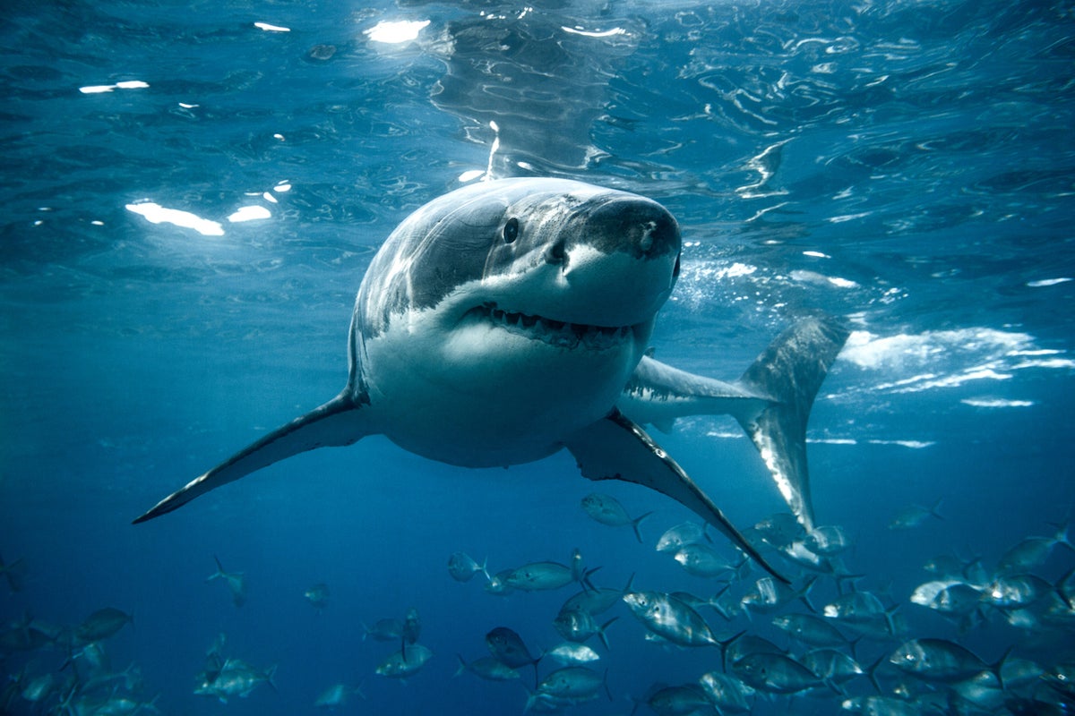 Anniversary from hell! Shark turns dream Bahamas trip into bloodbath
