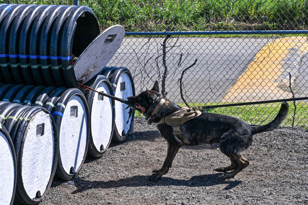 NYPD canines with touching 9/11 tie train for new elite mission