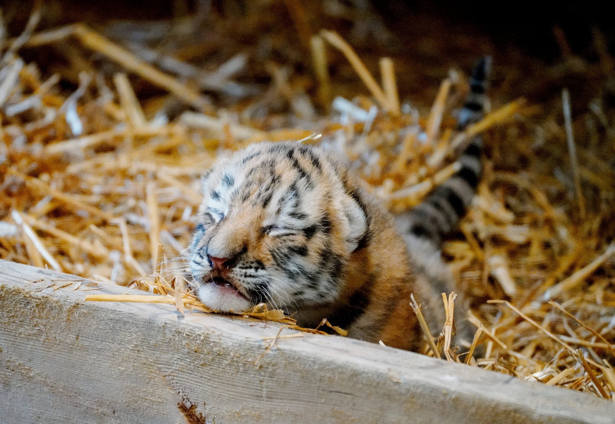 Mother tiger Yana caring for her twin cubs indoors