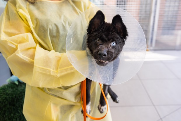 Two adorable puppies ditched in NY dumpster with mouths wired shut now up for adoption