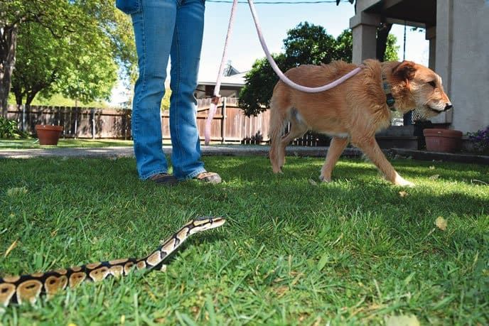 Dog trainers help pets avoid venomous snakes