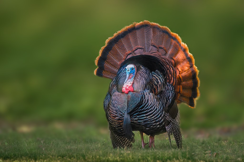 California beach town crowned best weekend escape has a serious wild turkey problem