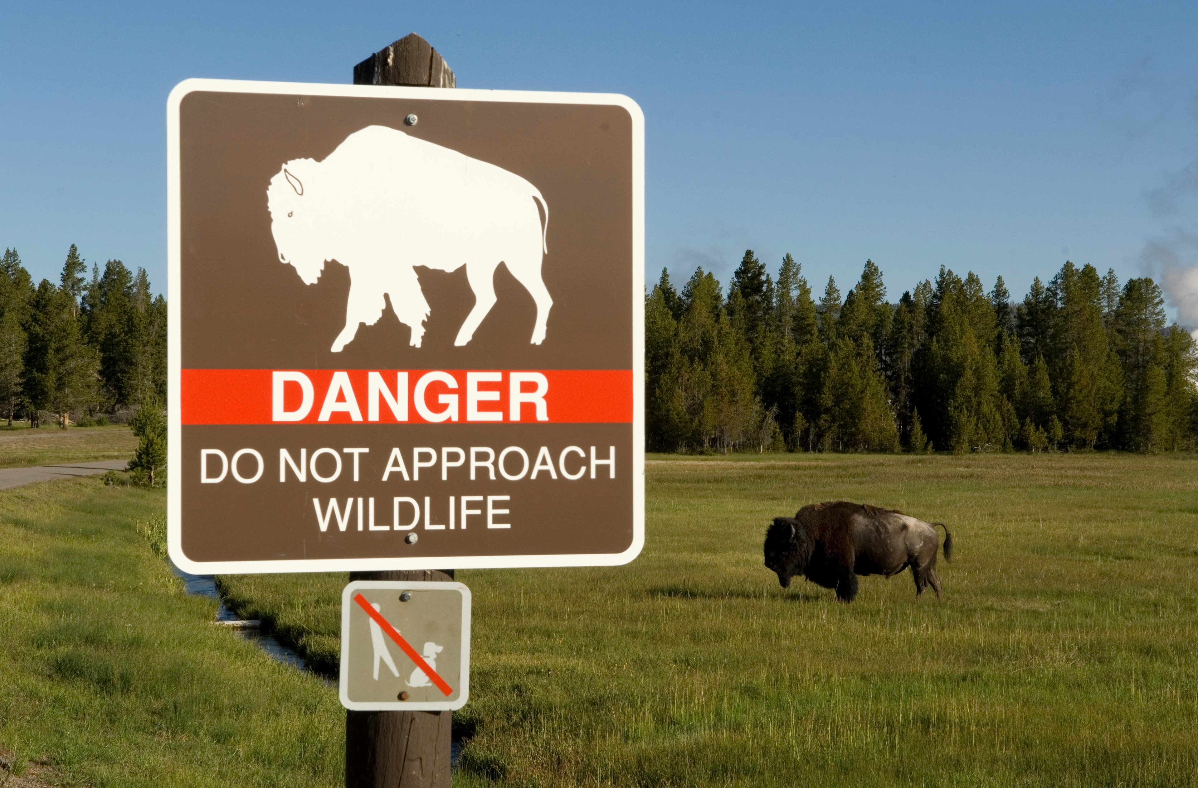 Terrifying encounter between child and rampaging bison in Yellowstone National Park