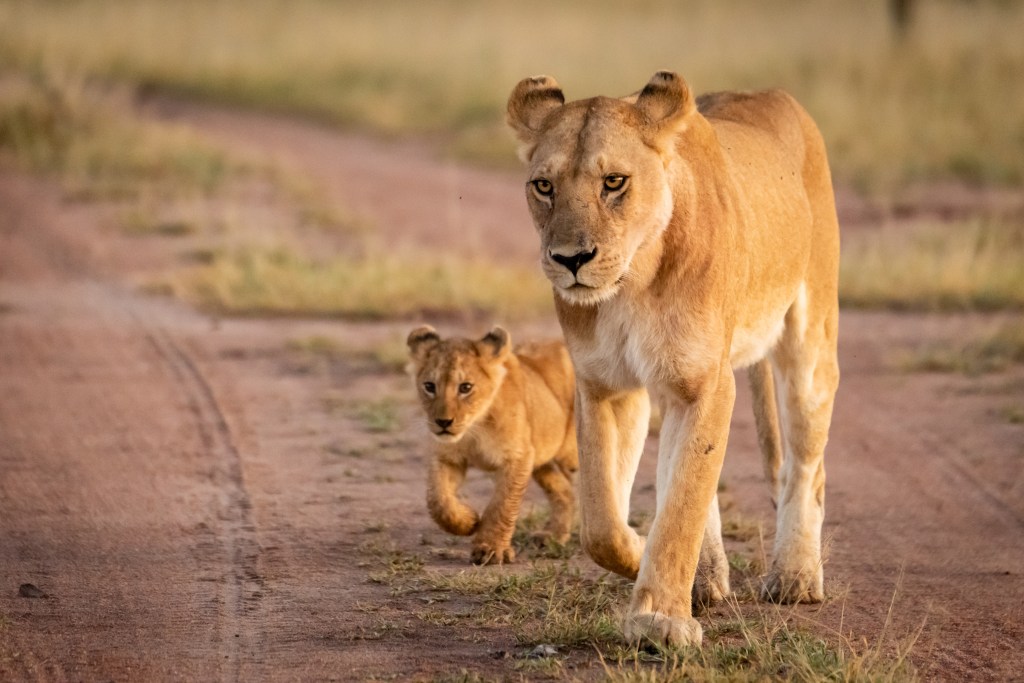 300-pound lioness and cub reportedly on the loose in central Indiana