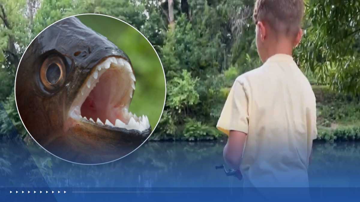Pennsylvania boy expected to catch a bass — he hooked a razor-toothed nightmare instead