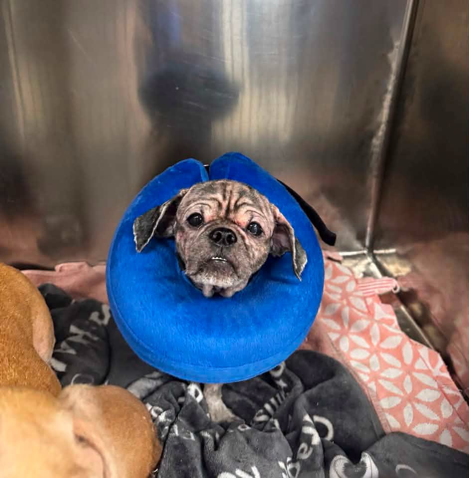 2 abandoned dogs rescued from squalid NYC basement: ‘We don’t know how they survived this long’