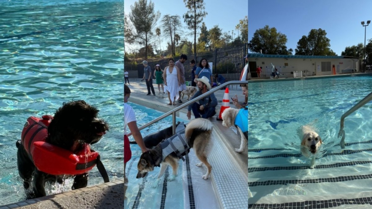 LA County pools are going to the dogs this weekend — with humans banned from the water