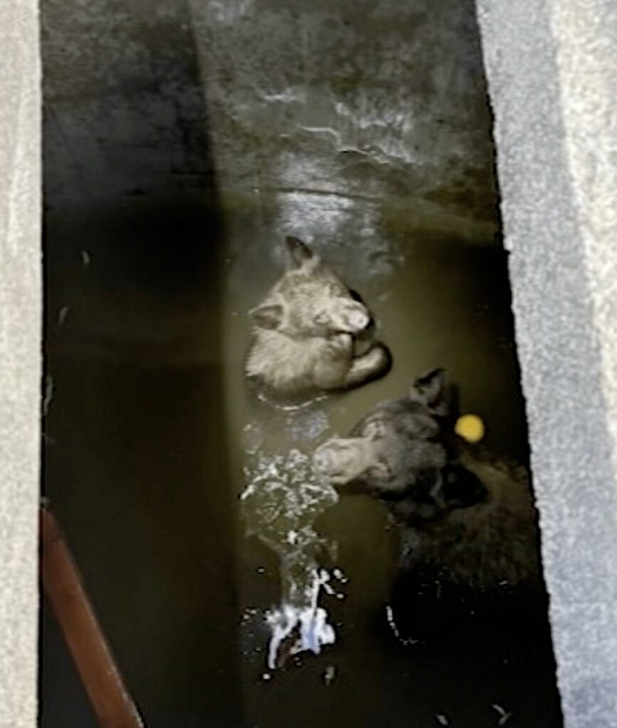 Mother bear and three cubs found trapped in bizarre spot in California