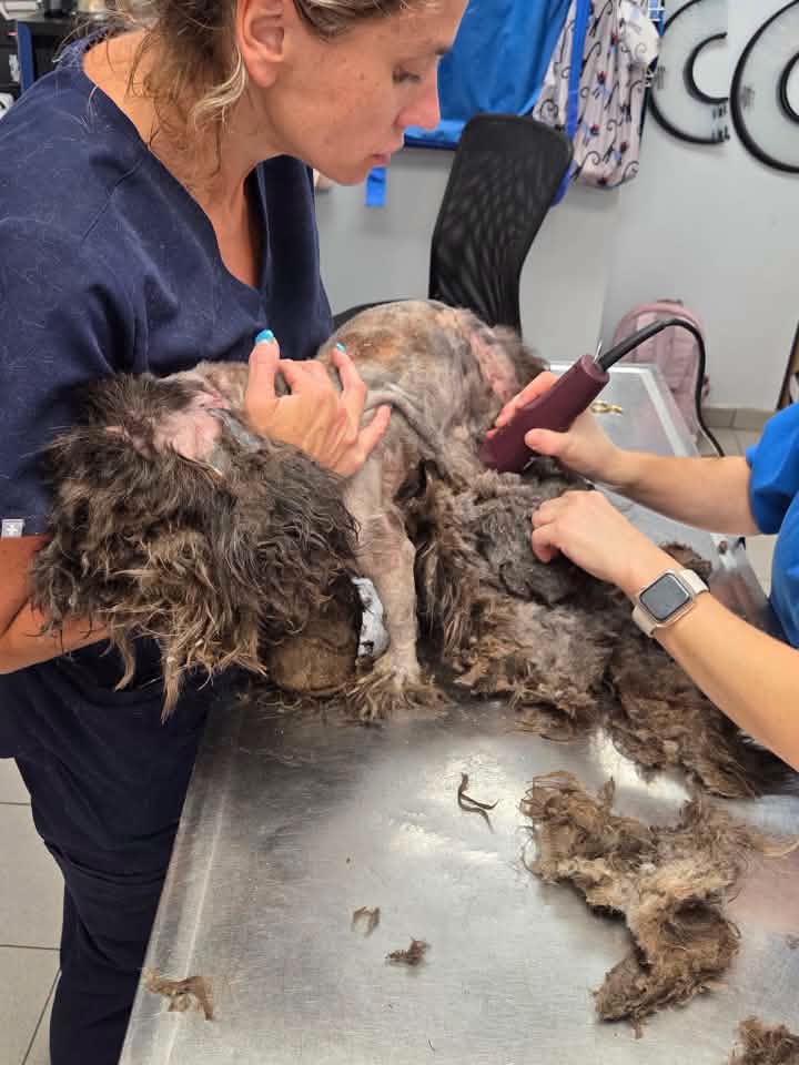 2 abandoned dogs rescued from squalid NYC basement: ‘We don’t know how they survived this long’