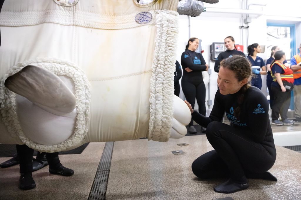 23-year-old beluga whale dies at Chicago aquarium days after rescue effort from shuttered Canada park