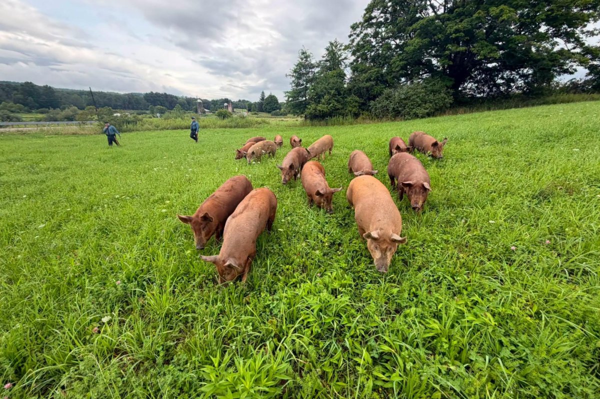 New Jersey State Police and animal control officers working to corral the escaped pigs on Route 565.