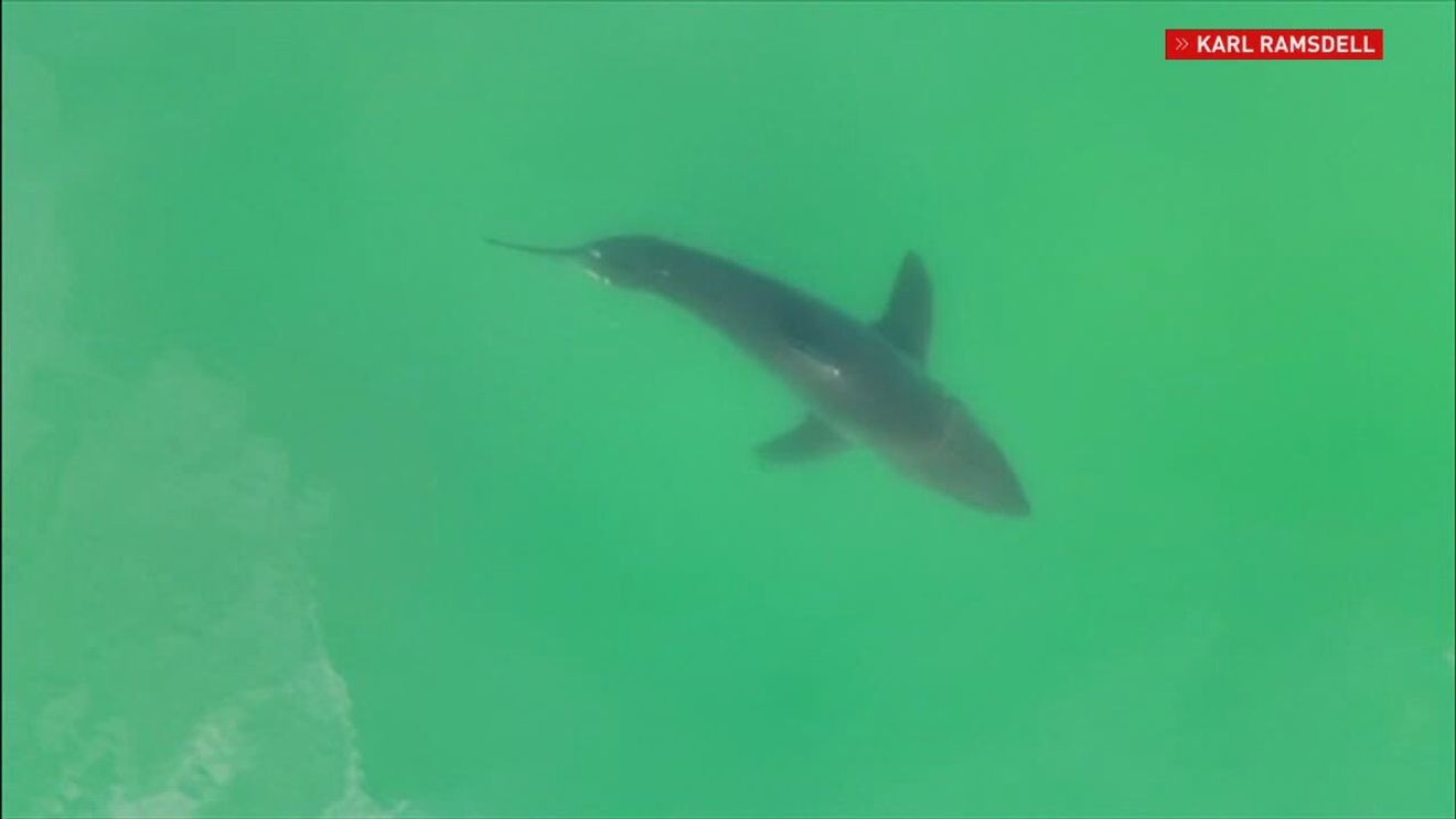 Nearly a dozen great white sharks spotted off popular Maine beach over 48 hours: ‘Larger than I’ve seen’
