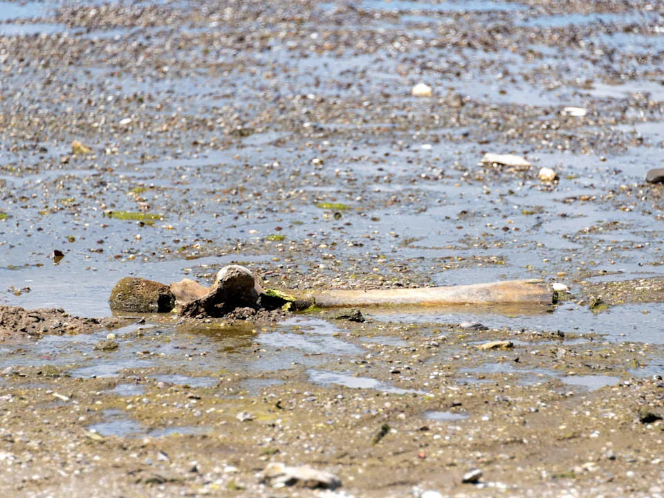 Mammoth bones found in Bulgaria during Danube drought revealed ancient Ice Age history.