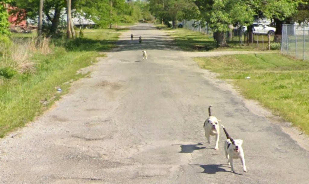 Chilling Google Maps images captured where man was killed by pack of dogs