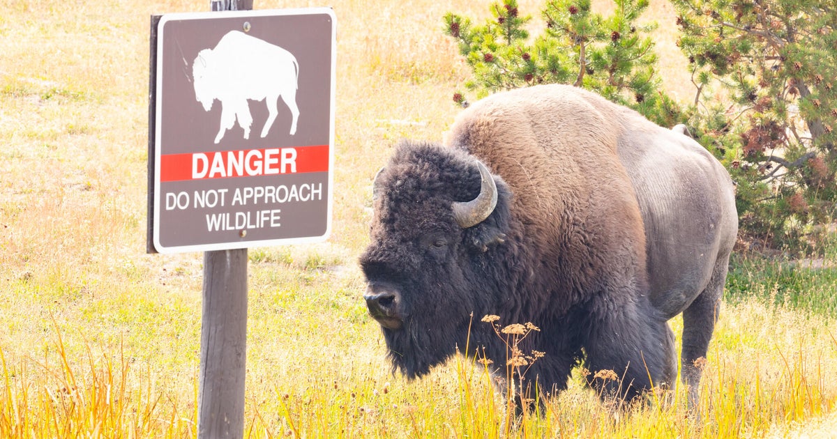Terrifying encounter between child and rampaging bison in Yellowstone National Park