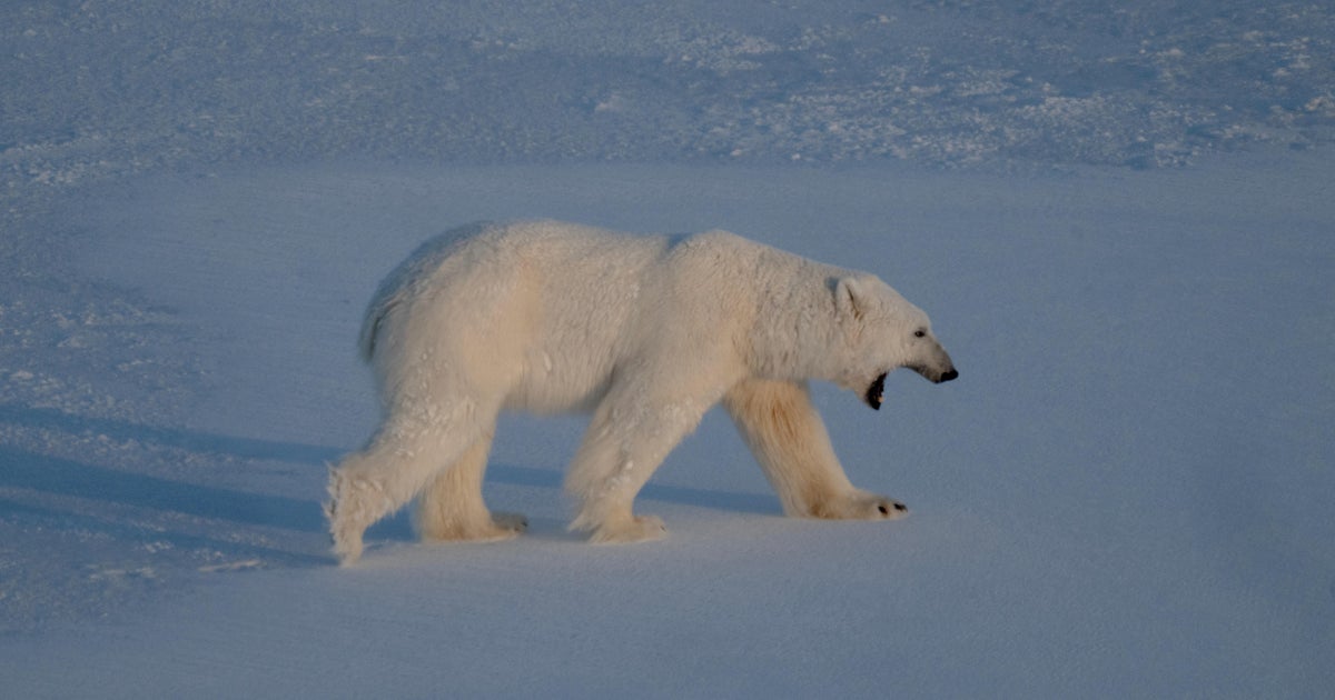 Boat operator fined over $5K for waking sleeping polar bear