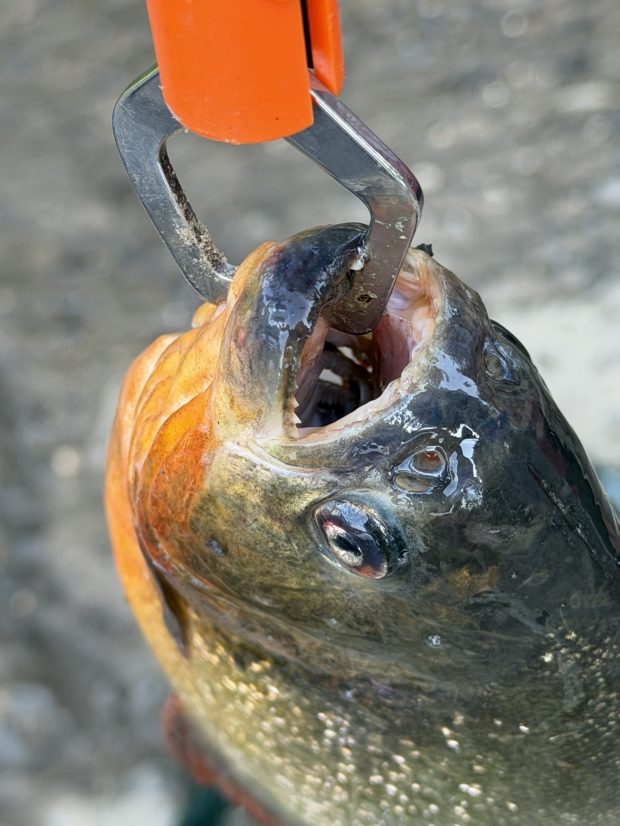 Pennsylvania boy expected to catch a bass — he hooked a razor-toothed nightmare instead