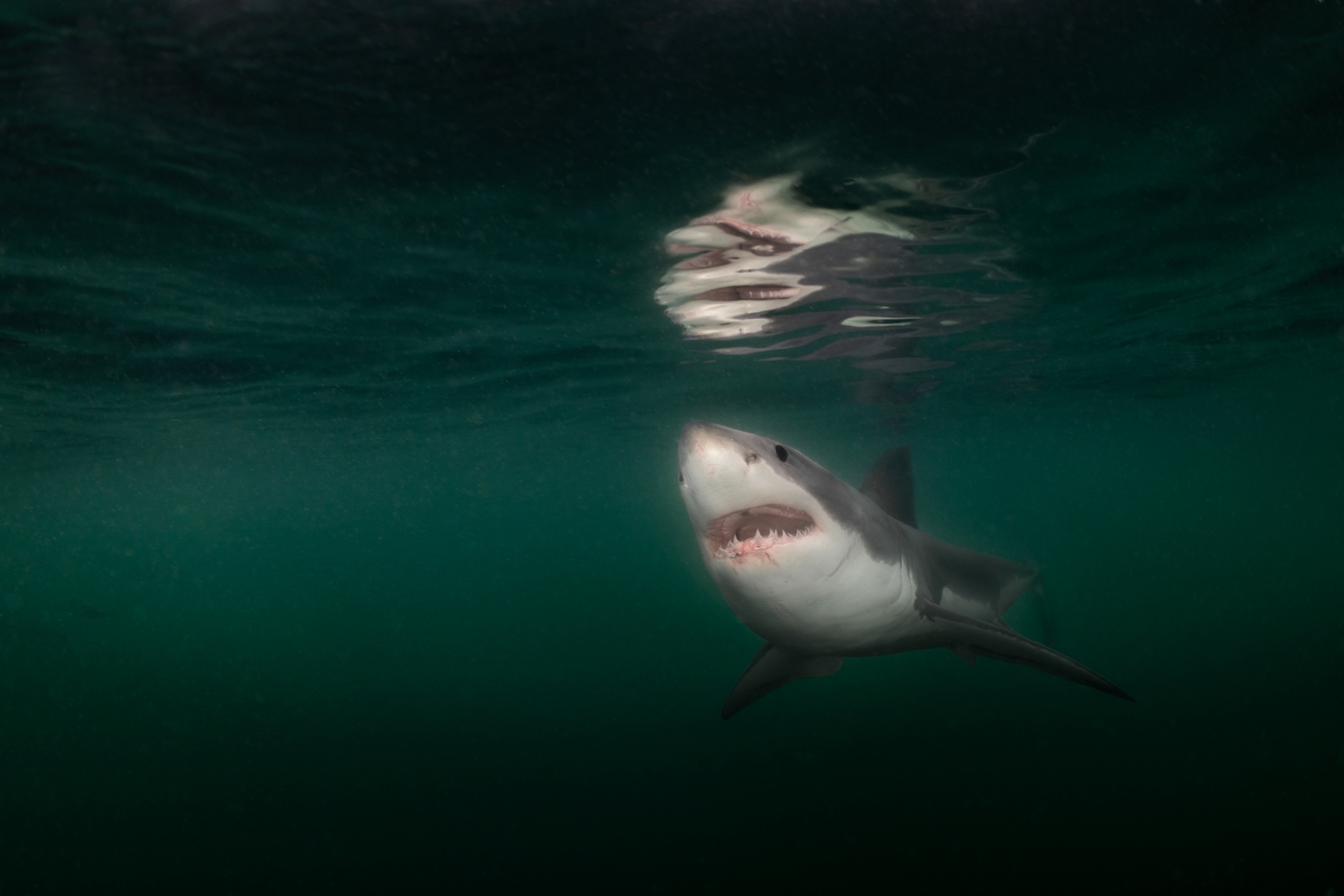 Pine Point Beach in Scarborough where multiple great white sharks were spotted