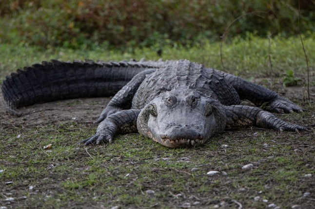 Alligator attack victim Brittany Clark’s boyfriend gives heartwarming update on girlfriend’s final wish