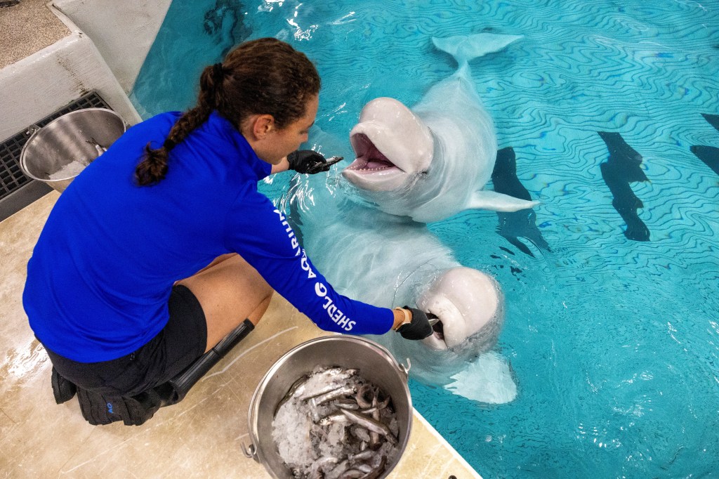 Third beluga whale, Osiris, dies at Chicago aquarium — after rescue from shuttered Canada marine park