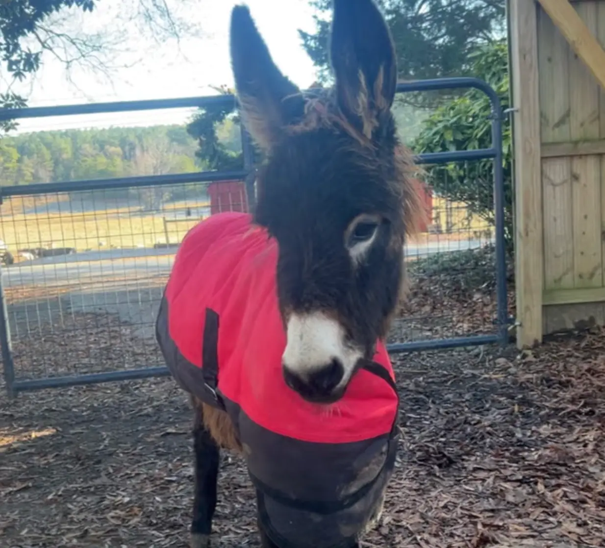 Cop sued for killing beloved baby donkey HeeHaw after owner shares video from his final days