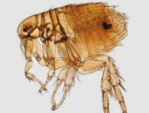 Outbreak of gross medieval disease sends six people to hospital in LA neighborhood