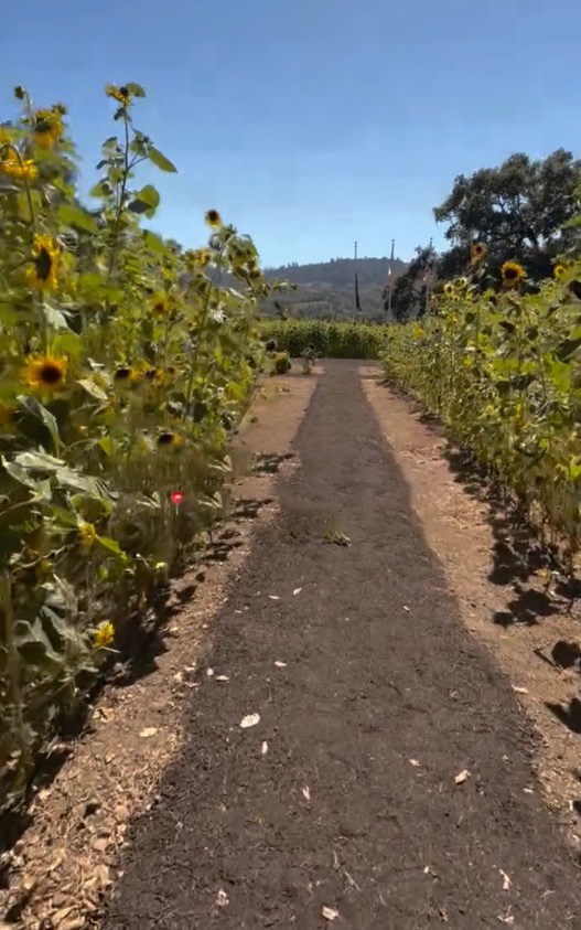 California winery ditches grapes for unusual crop in latest blow to troubled industry