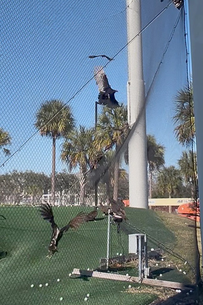 Towering Topgolf nets are killing birds, animal activists allege in scathing lawsuit