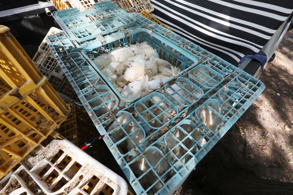 Hundreds of dead chickens found abandoned in NYC U-Hauls: cops and activists