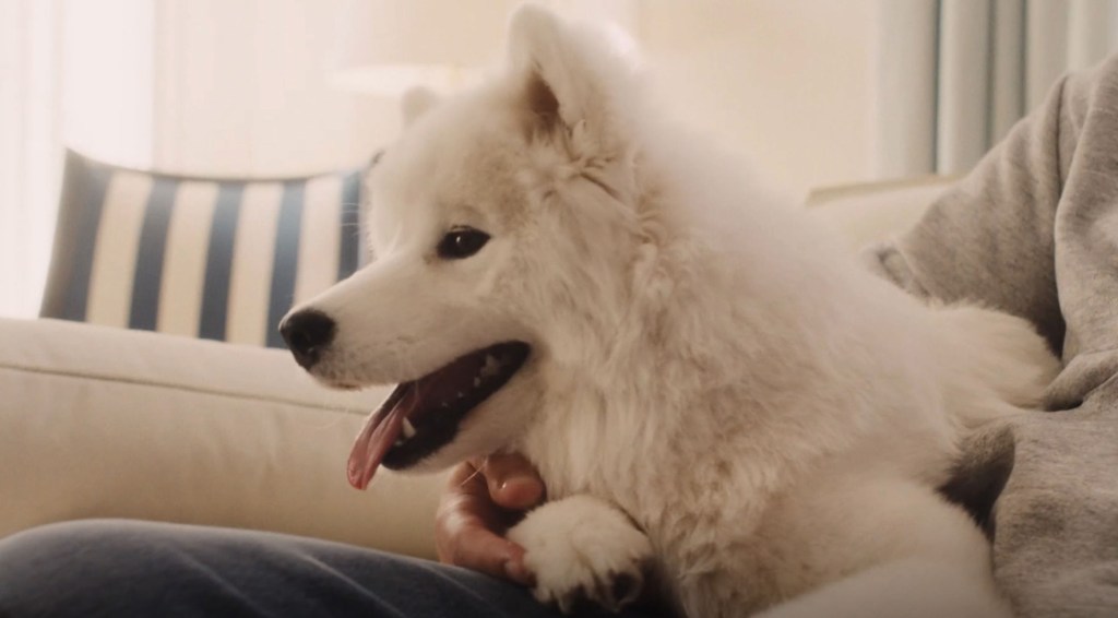 Did Taylor Swift and Travis Kelce’s dog Wendy just make her runway debut?