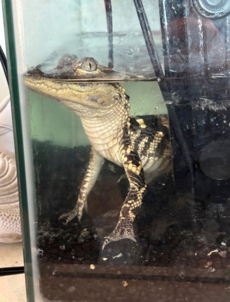 Golden gun, 42kg of fentanyl and an alligator in a tiny tank found in luxury LA apartment