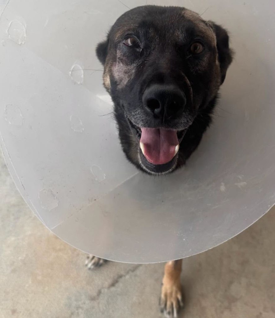 Hero San Diego sheriff’s K-9 stabbed in face while taking on burglar in Escondido