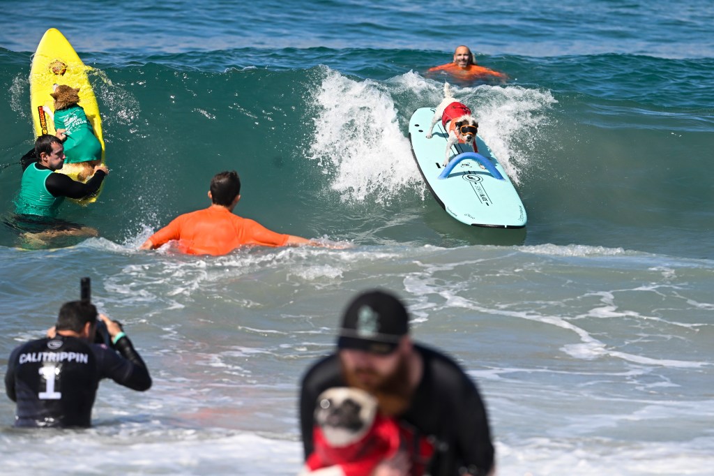 Del Mar Dog Beach surfing festival ends in chaos as judges forced to cancel the final